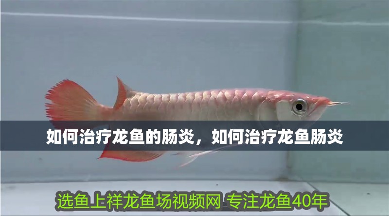 如何治療龍魚的腸炎，如何治療龍魚腸炎