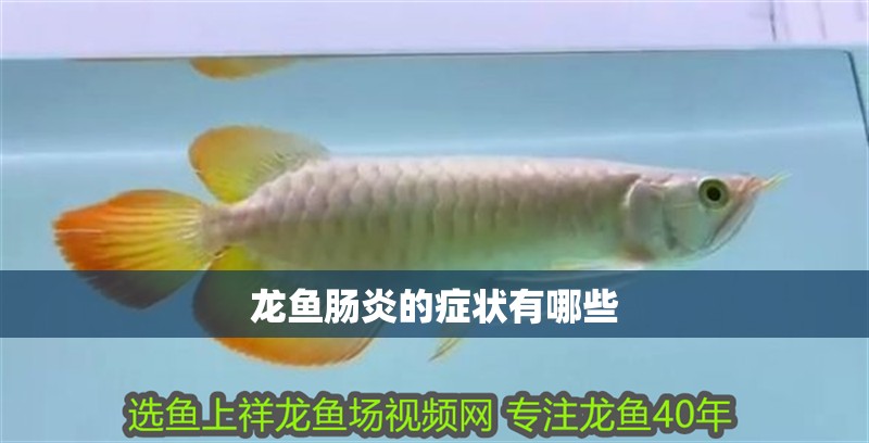 龍魚腸炎的癥狀有哪些