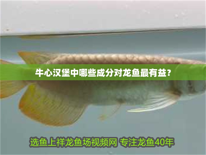 牛心漢堡中哪些成分對龍魚最有益？