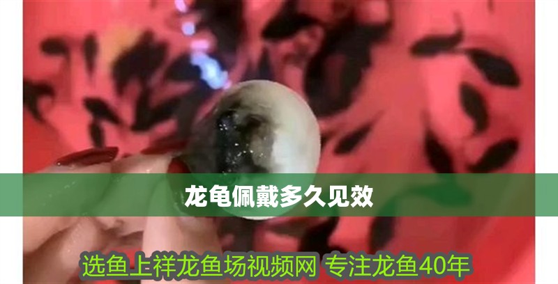 龍龜佩戴多久見效