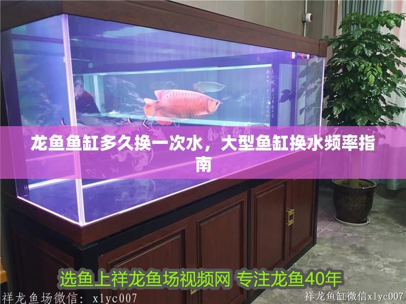 龍魚魚缸多久換一次水，大型魚缸換水頻率指南