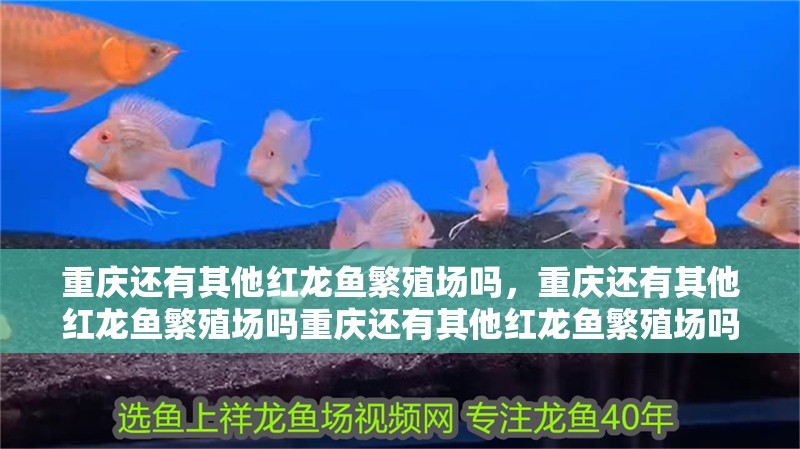 重慶還有其他紅龍魚繁殖場嗎，重慶還有其他紅龍魚繁殖場嗎重慶還有其他紅龍魚繁殖場嗎