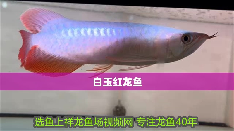 白玉紅龍魚