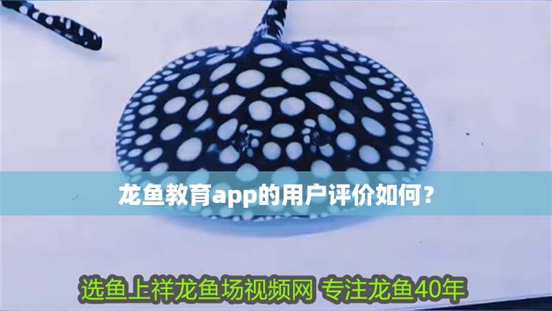龍魚教育app的用戶評價如何？