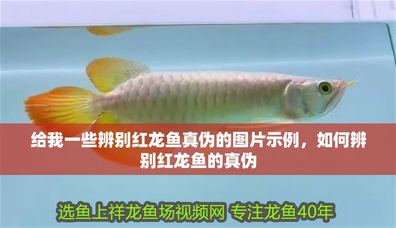 給我一些辨別紅龍魚真偽的圖片示例，如何辨別紅龍魚的真偽