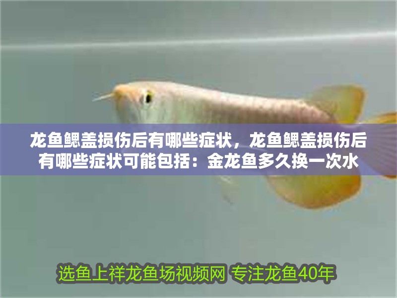 龍魚鰓蓋損傷后有哪些癥狀，龍魚鰓蓋損傷后有哪些癥狀可能包括：金龍魚多久換一次水
