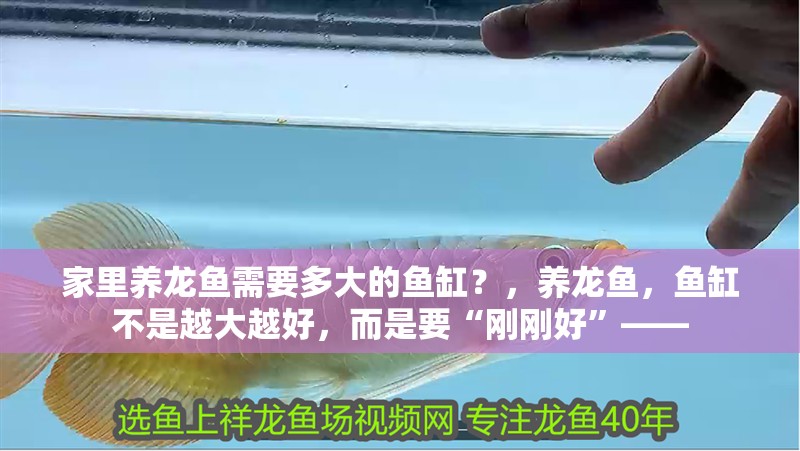 家里養龍魚需要多大的魚缸？，養龍魚，魚缸不是越大越好，而是要“剛剛好”——