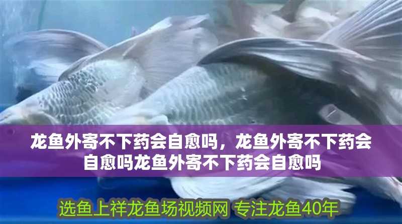龍魚外寄不下藥會自愈嗎，龍魚外寄不下藥會自愈嗎龍魚外寄不下藥會自愈嗎