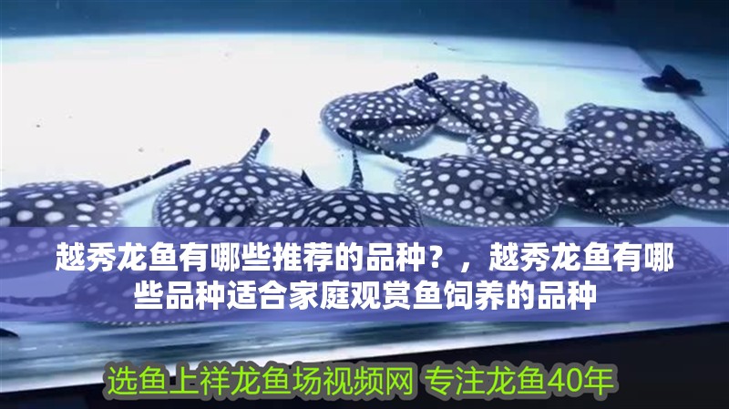 越秀龍魚有哪些推薦的品種？，越秀龍魚有哪些品種適合家庭觀賞魚飼養的品種