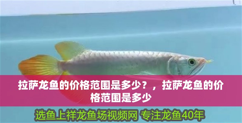 拉薩龍魚的價格范圍是多少？，拉薩龍魚的價格范圍是多少