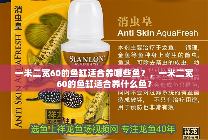 一米二寬60的魚(yú)缸適合養(yǎng)哪些魚(yú)？，一米二寬60的魚(yú)缸適合養(yǎng)什么魚(yú)？