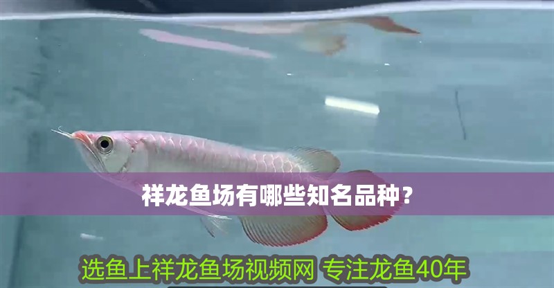 祥龍魚場有哪些知名品種？