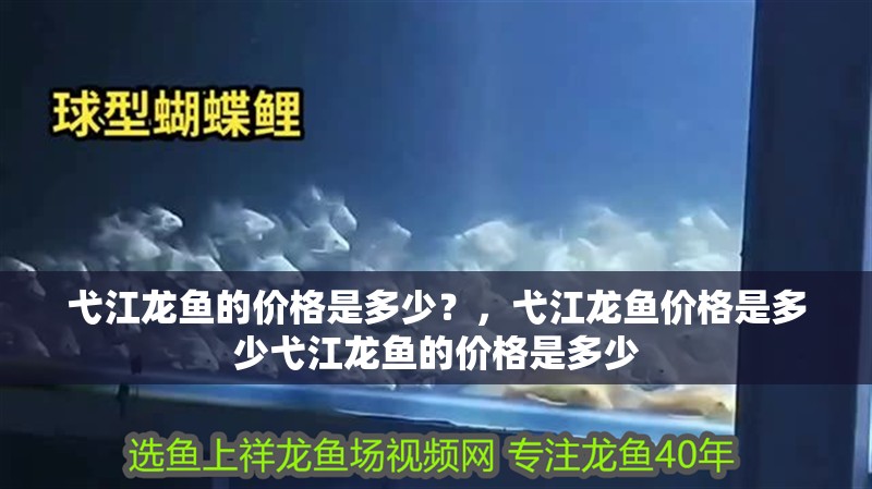 弋江龍魚的價格是多少？，弋江龍魚價格是多少弋江龍魚的價格是多少