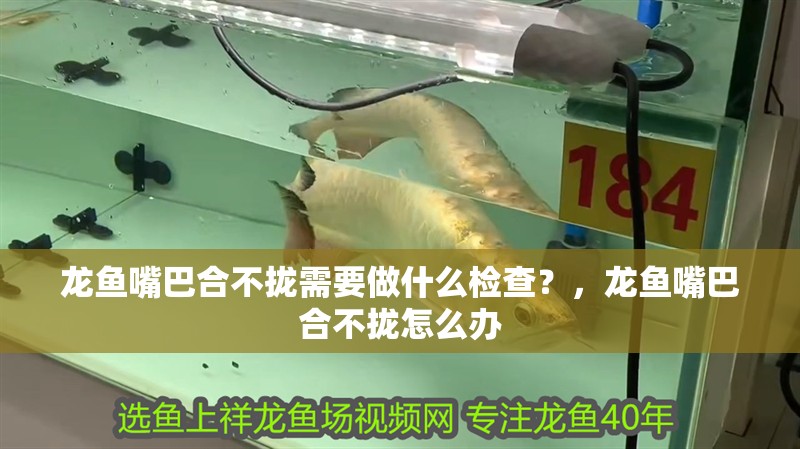 龍魚嘴巴合不攏需要做什么檢查？，龍魚嘴巴合不攏怎么辦