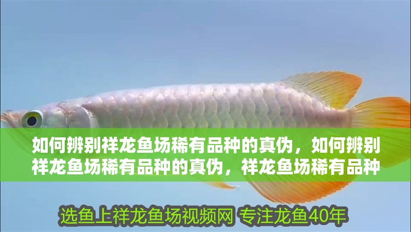 如何辨別祥龍魚場稀有品種的真偽，如何辨別祥龍魚場稀有品種的真偽，祥龍魚場稀有品種的真偽