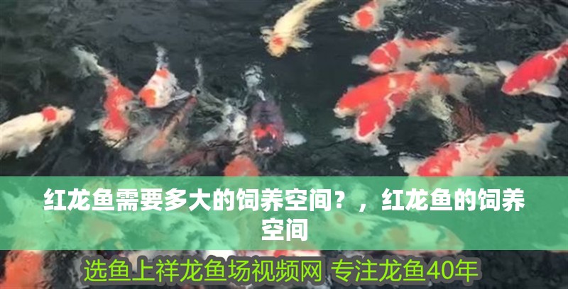 紅龍魚需要多大的飼養空間？，紅龍魚的飼養空間