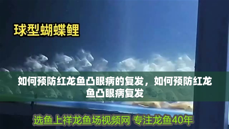如何預防紅龍魚凸眼病的復發，如何預防紅龍魚凸眼病復發