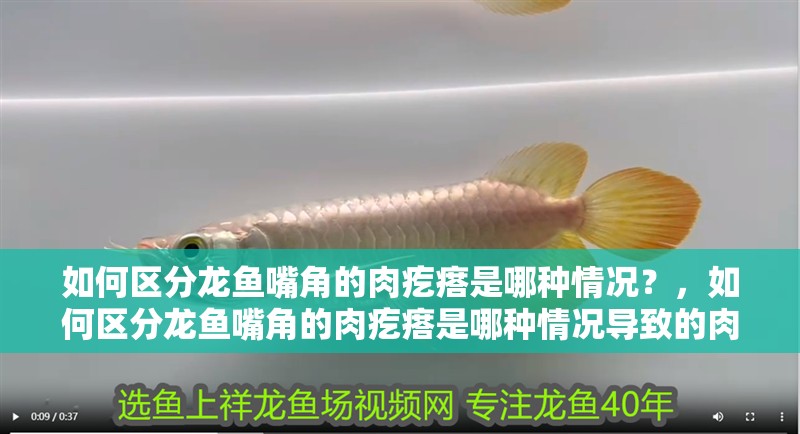 如何區分龍魚嘴角的肉疙瘩是哪種情況？，如何區分龍魚嘴角的肉疙瘩是哪種情況導致的肉疙瘩最嚴重