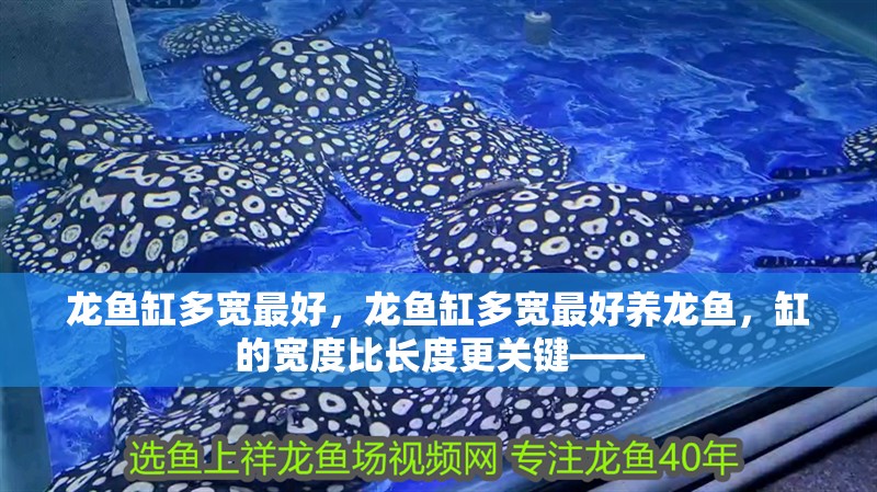 龍魚(yú)缸多寬最好，龍魚(yú)缸多寬最好養(yǎng)龍魚(yú)，缸的寬度比長(zhǎng)度更關(guān)鍵——