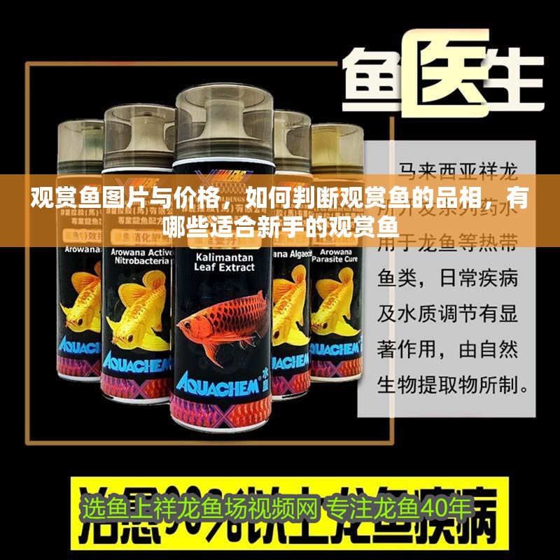 觀賞魚圖片與價格，如何判斷觀賞魚的品相，有哪些適合新手的觀賞魚