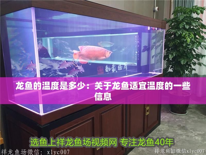 龍魚的溫度是多少：關(guān)于龍魚適宜溫度的一些信息