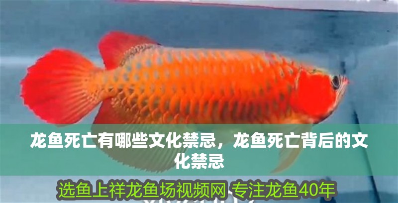 龍魚死亡有哪些文化禁忌，龍魚死亡背后的文化禁忌