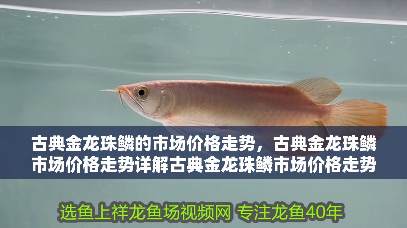 古典金龍珠鱗的市場價格走勢，古典金龍珠鱗市場價格走勢詳解古典金龍珠鱗市場價格走勢詳解
