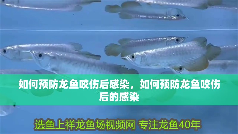 如何預防龍魚咬傷后感染，如何預防龍魚咬傷后的感染