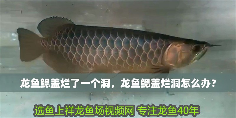 龍魚鰓蓋爛了一個洞，龍魚鰓蓋爛洞怎么辦？