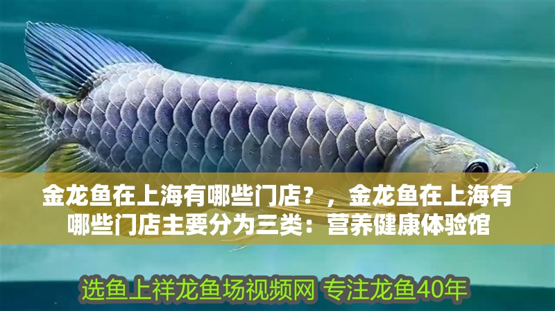 金龍魚在上海有哪些門店？，金龍魚在上海有哪些門店主要分為三類：營養健康體驗館