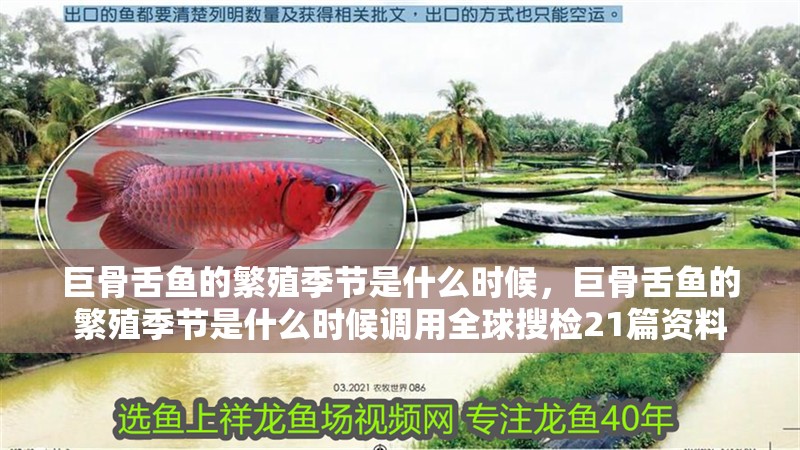 巨骨舌魚的繁殖季節是什么時候,巨骨舌魚的繁殖季節是什么時候調用全球搜檢21篇資料