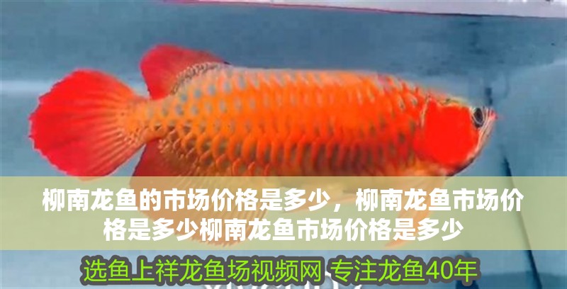 柳南龍魚的市場價格是多少，柳南龍魚市場價格是多少柳南龍魚市場價格是多少