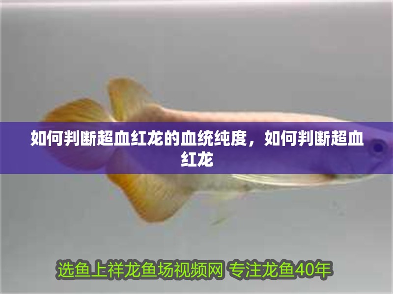 如何判斷超血紅龍的血統純度，如何判斷超血紅龍