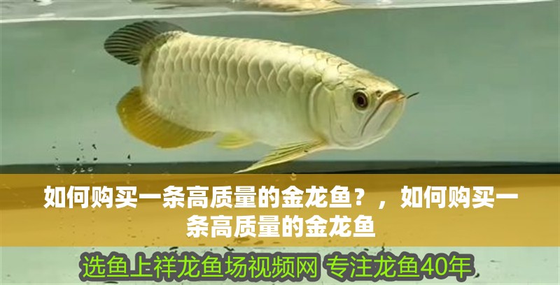 如何購(gòu)買一條高質(zhì)量的金龍魚(yú)？，如何購(gòu)買一條高質(zhì)量的金龍魚(yú)