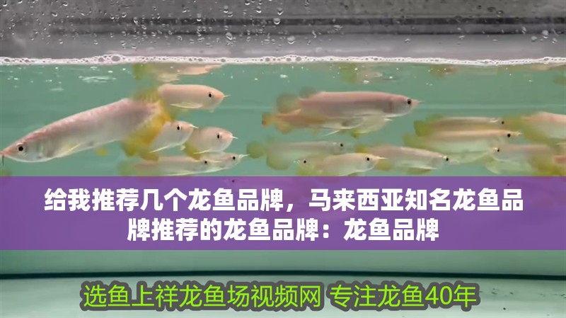 給我推薦幾個(gè)龍魚品牌，馬來西亞知名龍魚品牌推薦的龍魚品牌：龍魚品牌