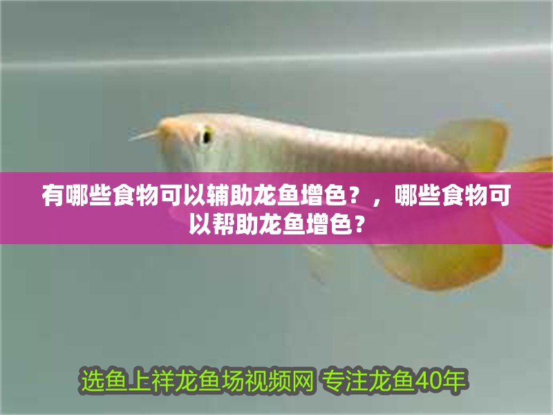 有哪些食物可以輔助龍魚增色?,哪些食物可以幫助龍魚增色?