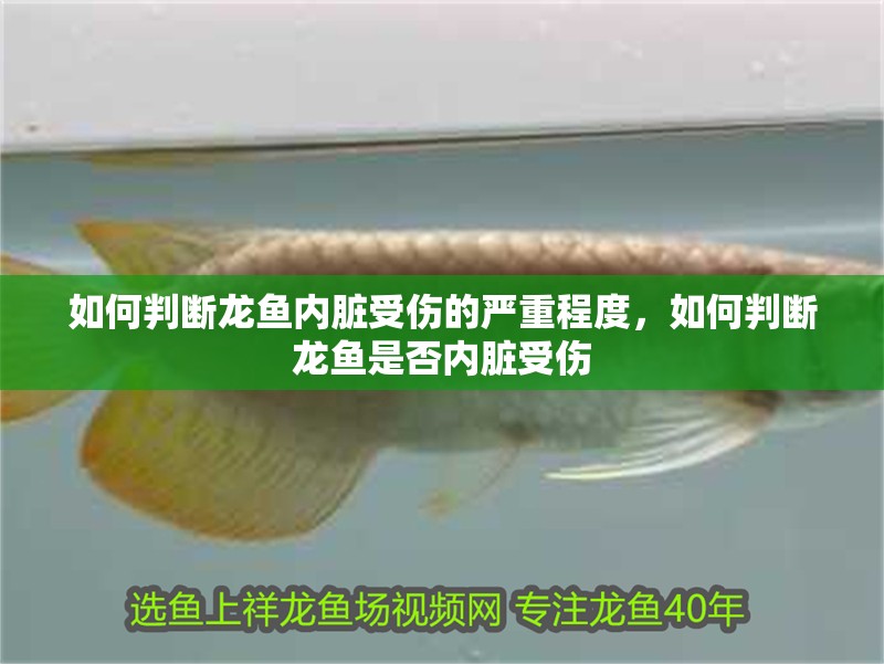 如何判斷龍魚內臟受傷的嚴重程度，如何判斷龍魚是否內臟受傷