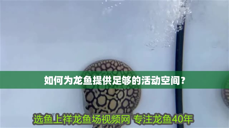 如何為龍魚提供足夠的活動空間？