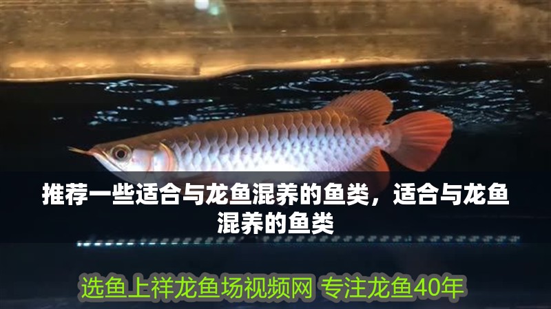 推薦一些適合與龍魚混養的魚類，適合與龍魚混養的魚類