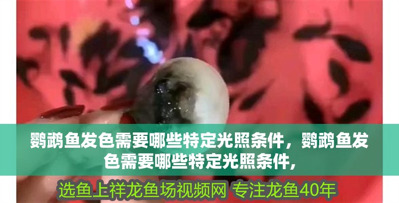 鸚鵡魚發色需要哪些特定光照條件，鸚鵡魚發色需要哪些特定光照條件,