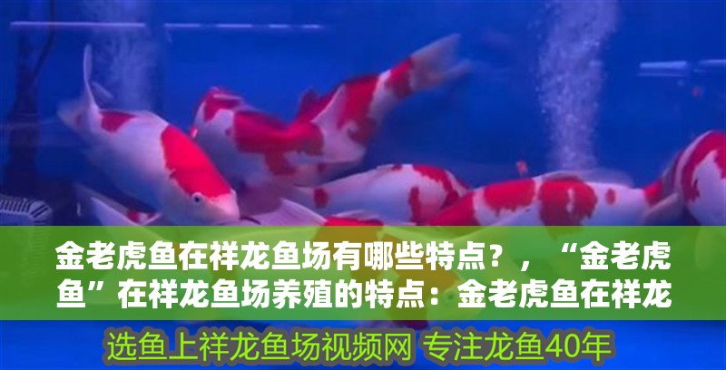 金老虎魚在祥龍魚場有哪些特點(diǎn)？，“金老虎魚”在祥龍魚場養(yǎng)殖的特點(diǎn)：金老虎魚在祥龍魚場的特點(diǎn)