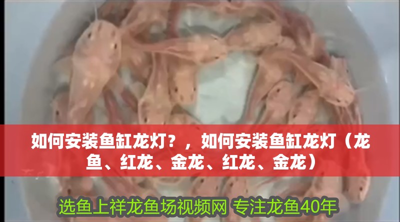 如何安裝魚缸龍燈?,如何安裝魚缸龍燈(龍魚、紅龍、金龍、紅龍、金龍)