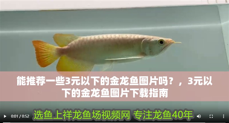 能推薦一些3元以下的金龍魚圖片嗎？，3元以下的金龍魚圖片下載指南