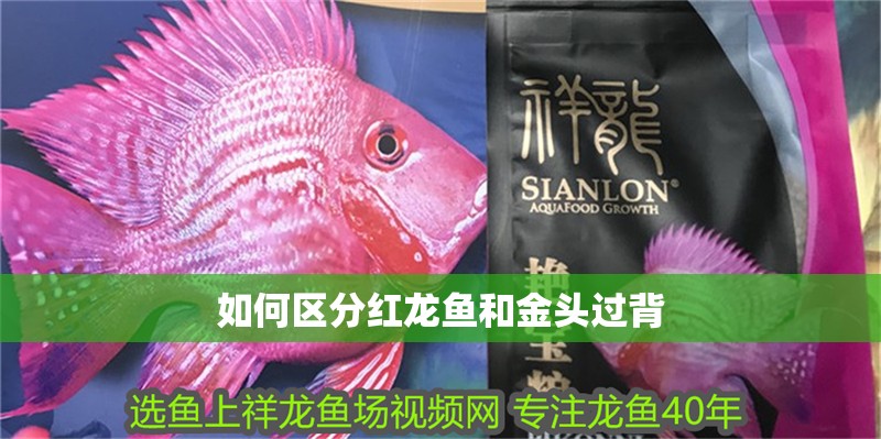 如何區分紅龍魚和金頭過背