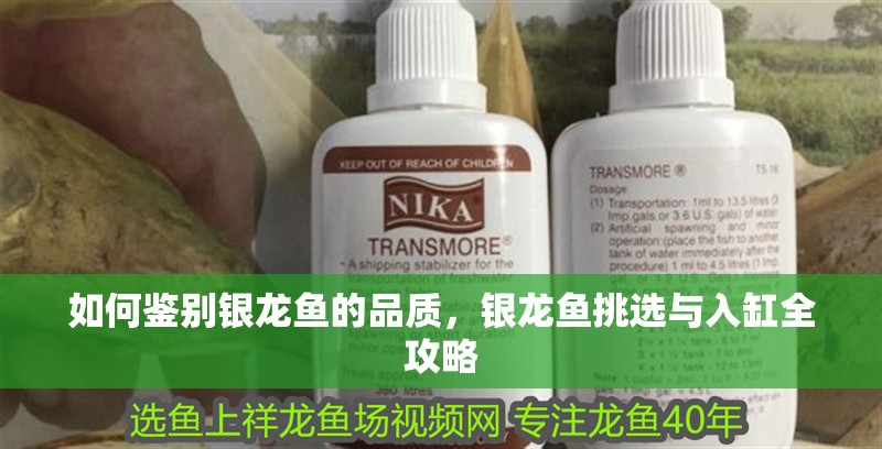 如何鑒別銀龍魚的品質，銀龍魚挑選與入缸全攻略