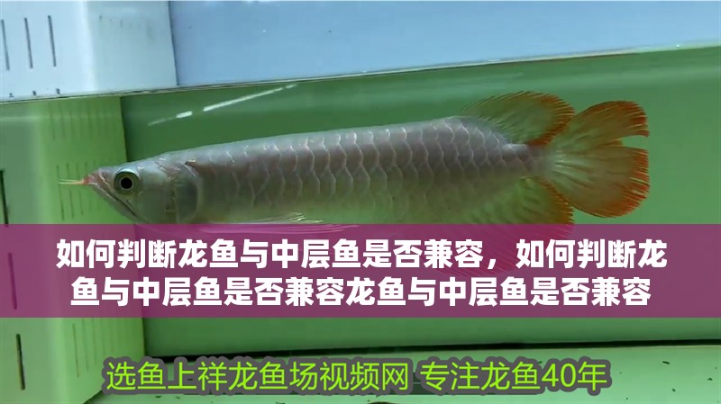 如何判斷龍魚與中層魚是否兼容，如何判斷龍魚與中層魚是否兼容龍魚與中層魚是否兼容