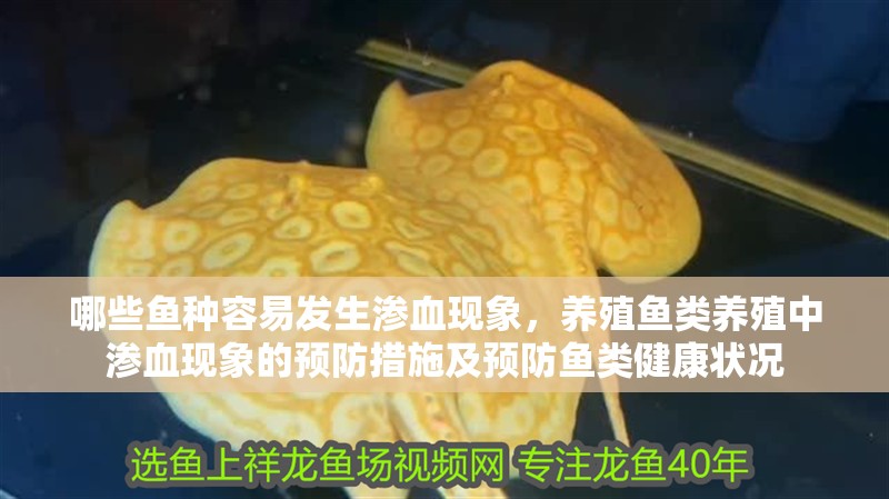 哪些魚種容易發生滲血現象，養殖魚類養殖中滲血現象的預防措施及預防魚類健康狀況