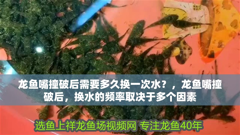 龍魚嘴撞破后需要多久換一次水？，龍魚嘴撞破后，換水的頻率取決于多個因素