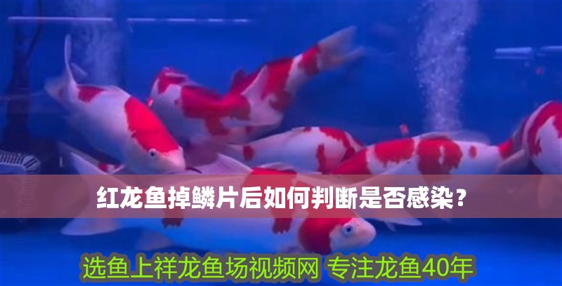 紅龍魚掉鱗片后如何判斷是否感染？