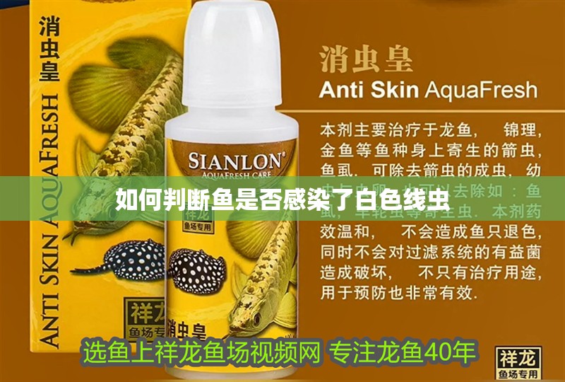 如何判斷魚是否感染了白色線蟲